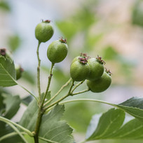 ��֦ͷ�ϼ�����ɫ��ɽ髹�