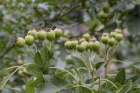 ��֦֦Ҷ���Ƭ��ɫ��ɽ髹�