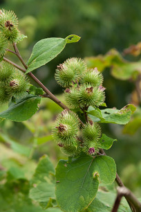 Ұ��ţ��Ľ����