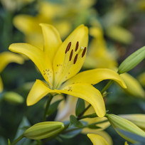 һ��ʢ����ɫ����ݻ���֦Ҷ