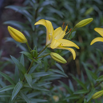 һ��Ҷ��һ��ʢ������ݻ�