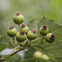 ֦Ҷͷ�ϼ�����ɫ��ɽ髹�