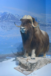 ����Ұ������걾��ţ 