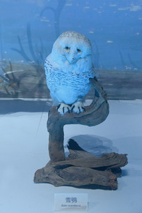 �ɶ�����ݱ���Ұ����ѩ�^