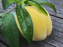 ������Ҷ����