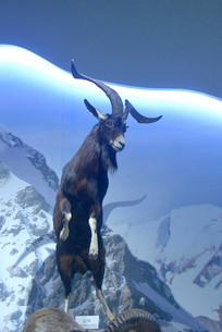 ŷ��Ұ������걾ɽ��