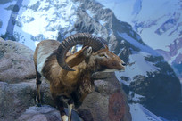 ŷ��Ұ������ŷ������