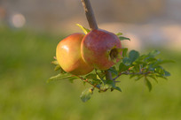 �ҹ���ʯ�� 