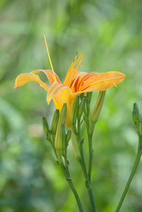 �������� �ƻ����ʻ� 