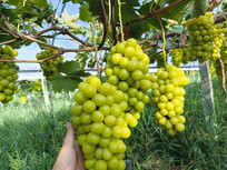 ��ժ����õ������