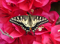 ںɫҶӻʳ