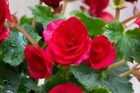 �����ĵĿ�����