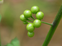 Ұ�������Ľ����