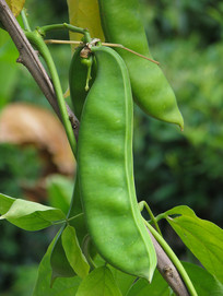 ������ɫ�ļԹ�