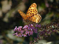 ��ʳ���۵�һֻ�ò�̵�