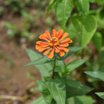 һ֦�Ⱥ�ɫ�İ��ղݻ��뾥Ҷ