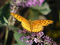 һֻ��ɫ��쳱��̵�