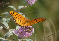 ��Ȼ�����е�һֻ쳱��̵�