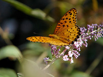 ������ϵ�һֻ�ò�̵�