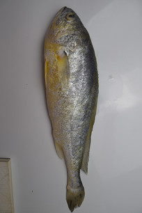 ʻƻ