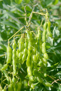 ����ֲ�������ʵ��ҩ�Ļ���  