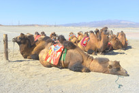 �����Į���� 