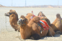 �����س������Į�ϵ�����