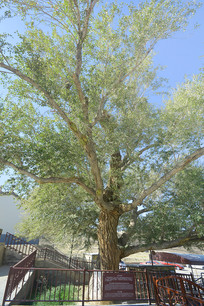 �����������ֲ����������