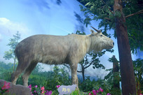 ��ԭҰ������걾 ��ţ