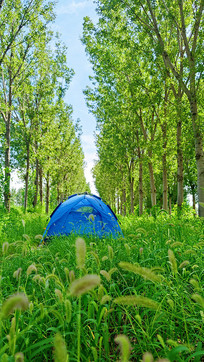 ɭ������Ӫ��