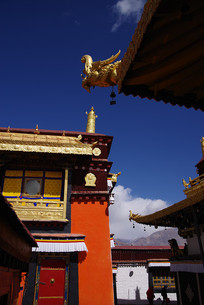 ��Ժ���������ֲ�