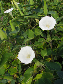 Ұ����𻨵Ļ����֦Ҷ