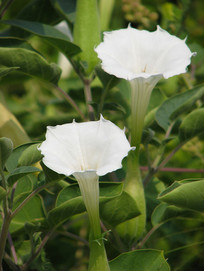 Ұ����𻨵Ŀ�����