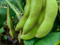 ����ë����