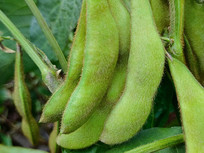 ��Ҷ����