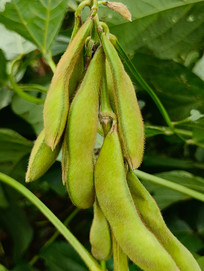 ��Ҷë����