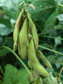 ��Ҷë����