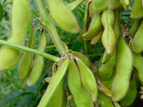 ��Ҷ��ë��