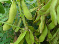 ��̬ë����