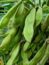 ׯ��ë����