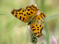 Ұ�⻷���е�һֻ�ƹ��̵�