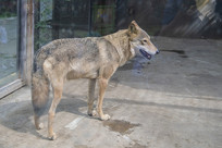 ����԰���������һֻҰ��