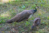 ����������ʳ����ֻ��ȸ