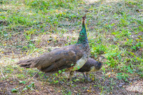 ��������Ѱ��ʳ�����ֻ��ȸ