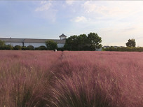 ��ɫ����С��