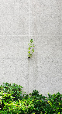 ��ˮ���е�ֲ��