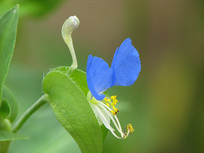 Ұ��Ѽ�ŲݵĿ�����