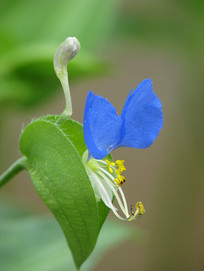 Ұ��Ѽ�Ųݵ�����ɫ����