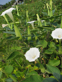 Ұ��������һƬ���