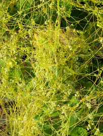 һ���������ݱ�ֲ����˿��